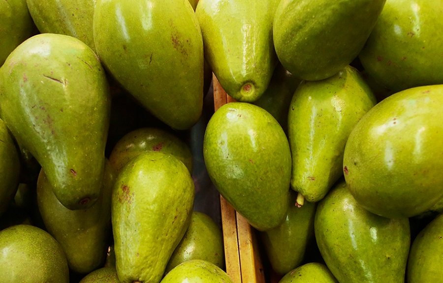 Aguacte Hass Tolima