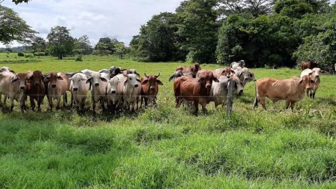 Ganaderos del Tolima