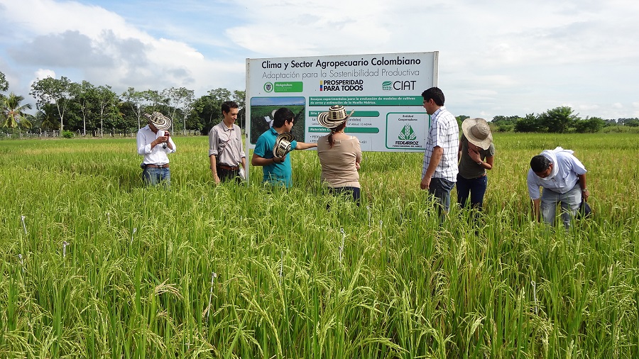 Politica publica sector rural Ibagué 