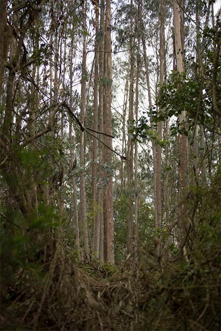 Bosque