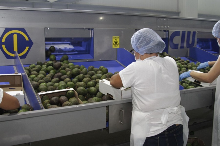 Planta de Aguacate Hass Tolima producción HD 