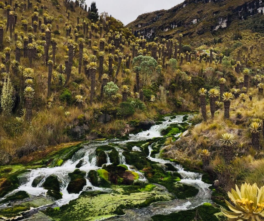 Se fortalece el proyecto Páramo “Los Nevados” como turismo de naturaleza en el Tolima - Ecos del Combeima