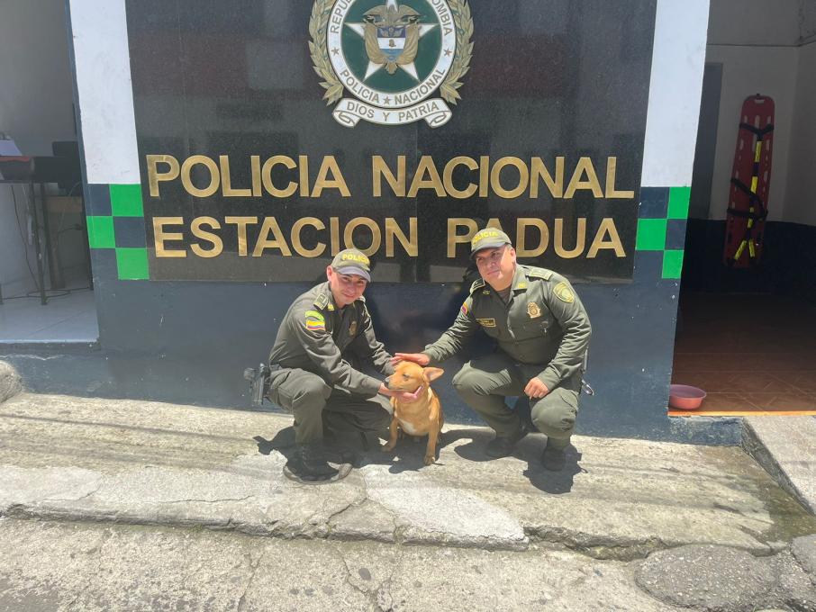 Perros rescatados