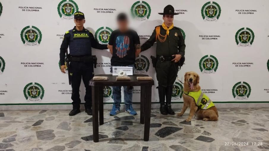 Incautacion marihuana