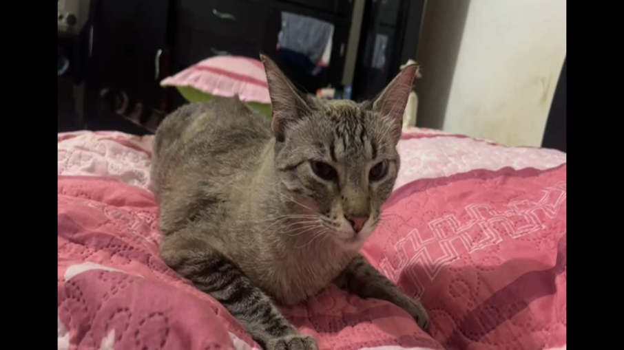 Gata Sol