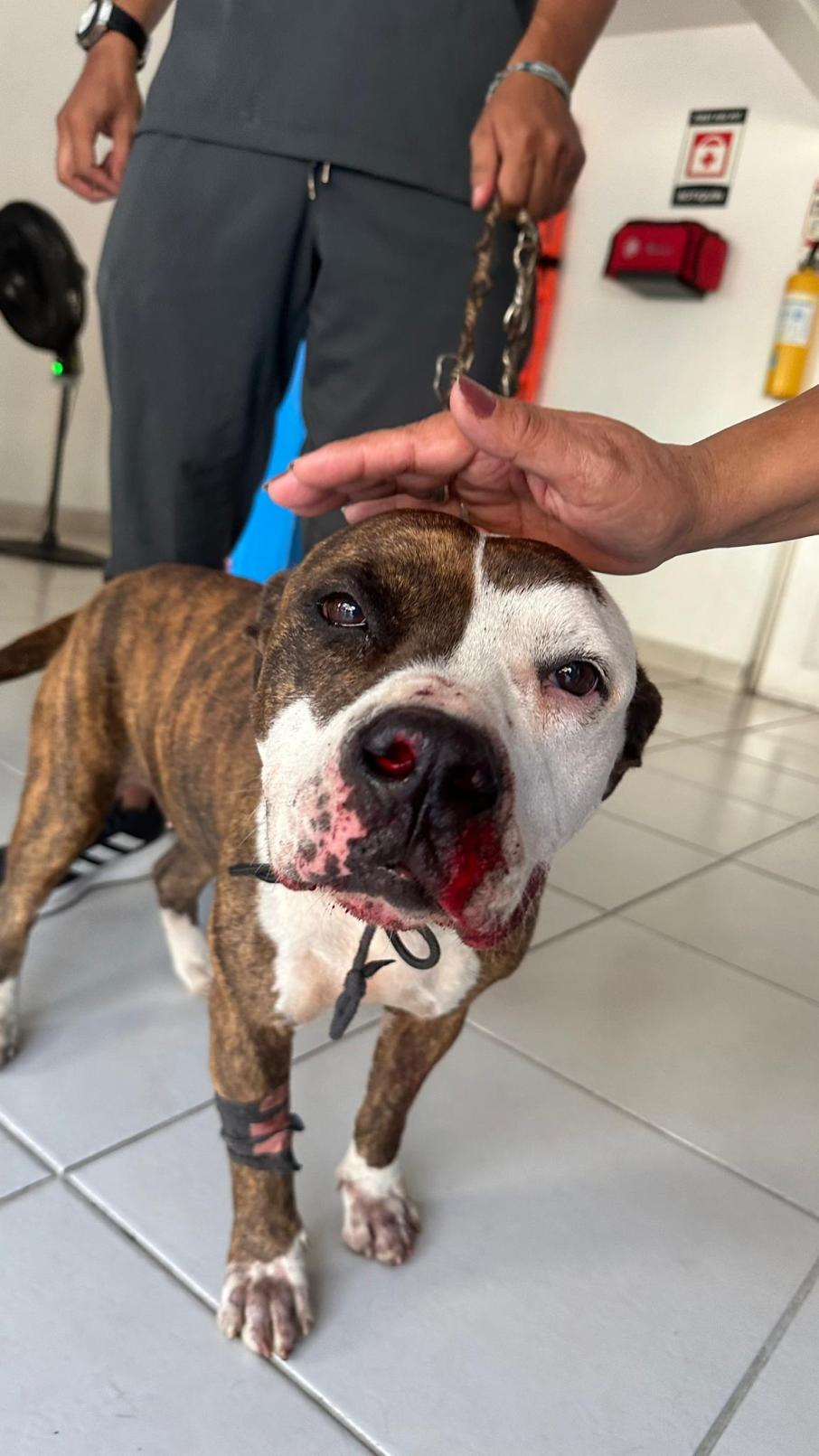 Disparo Pitbull