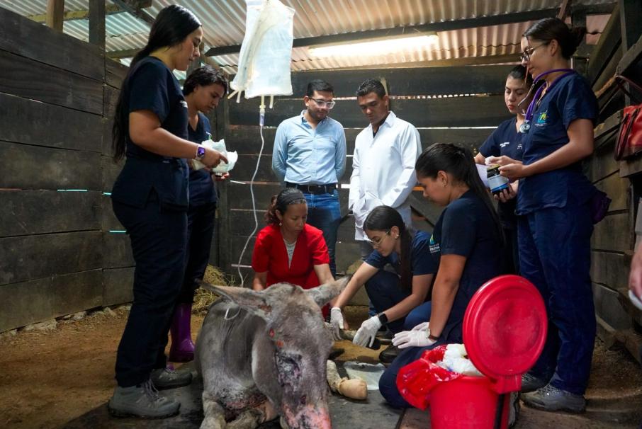 medina_siendo_atendido_por_veterinarios.jpeg