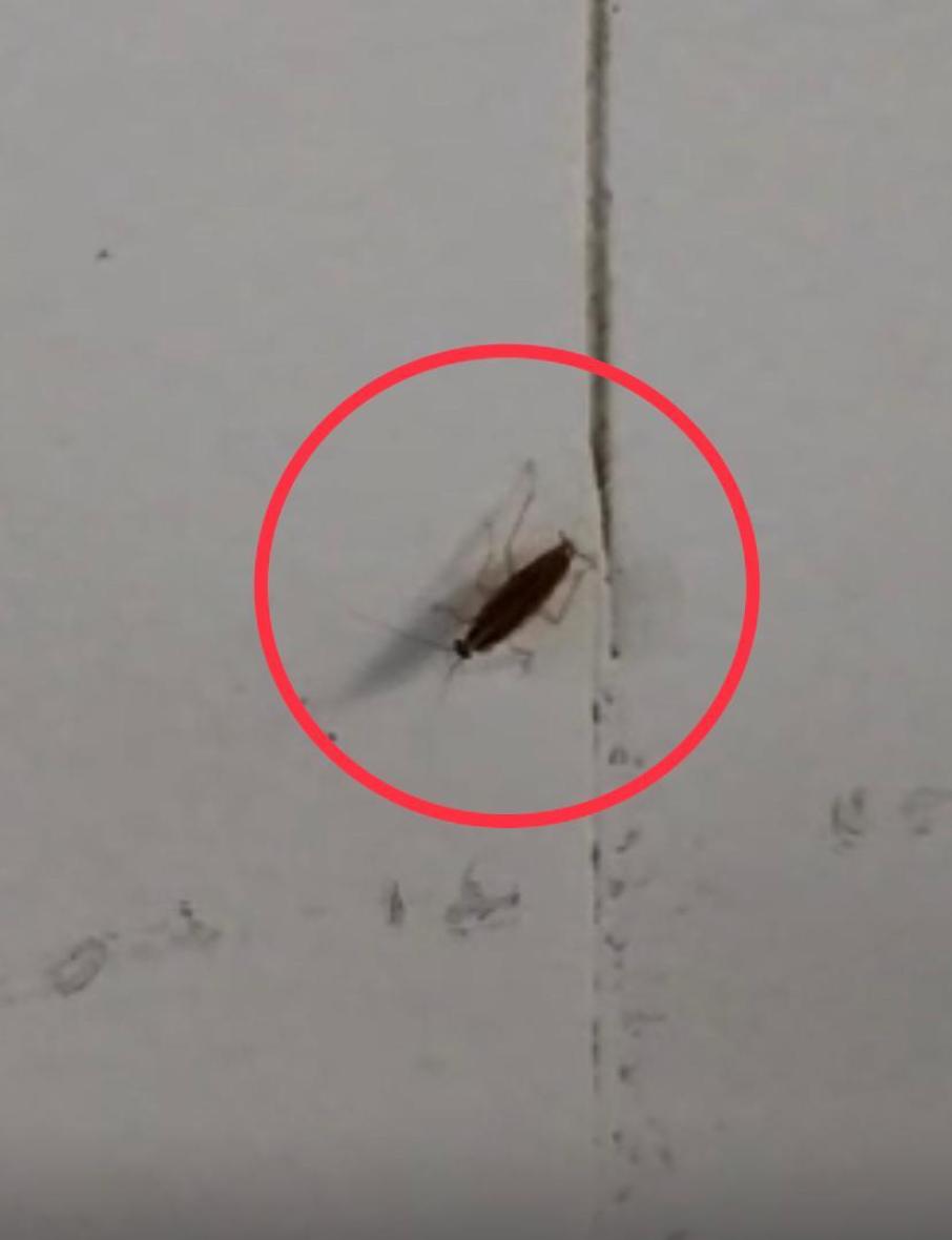 cucaracha en mulato