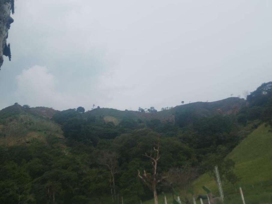 Tala de árboles