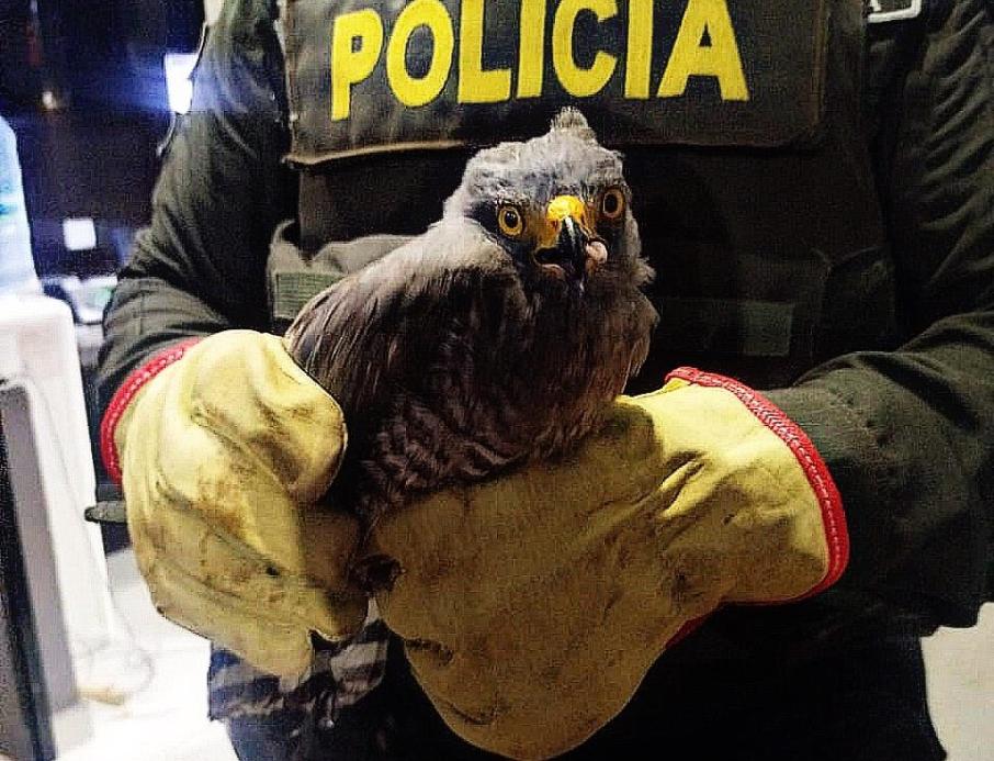 policia