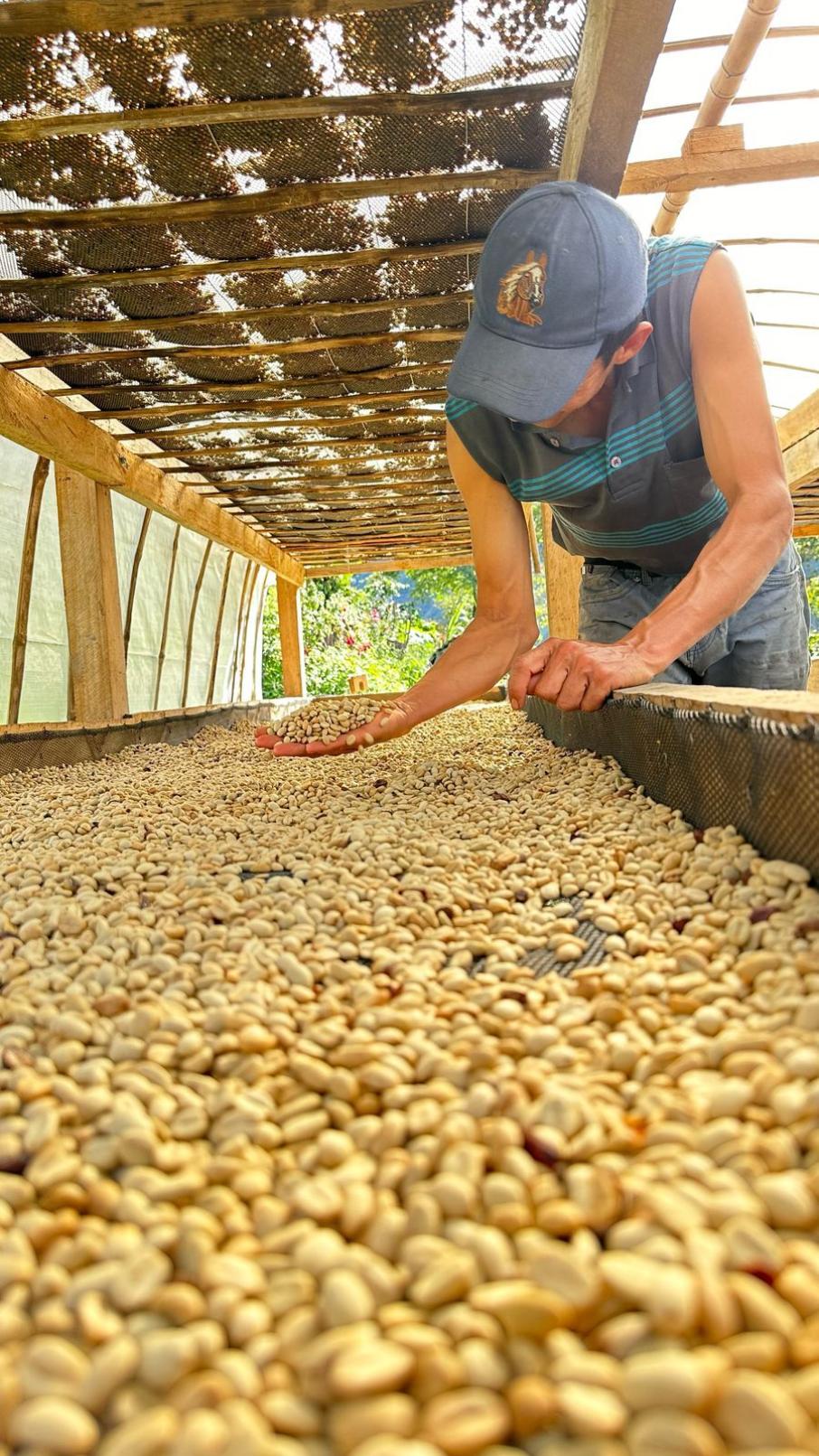 Cafés en el Tolima