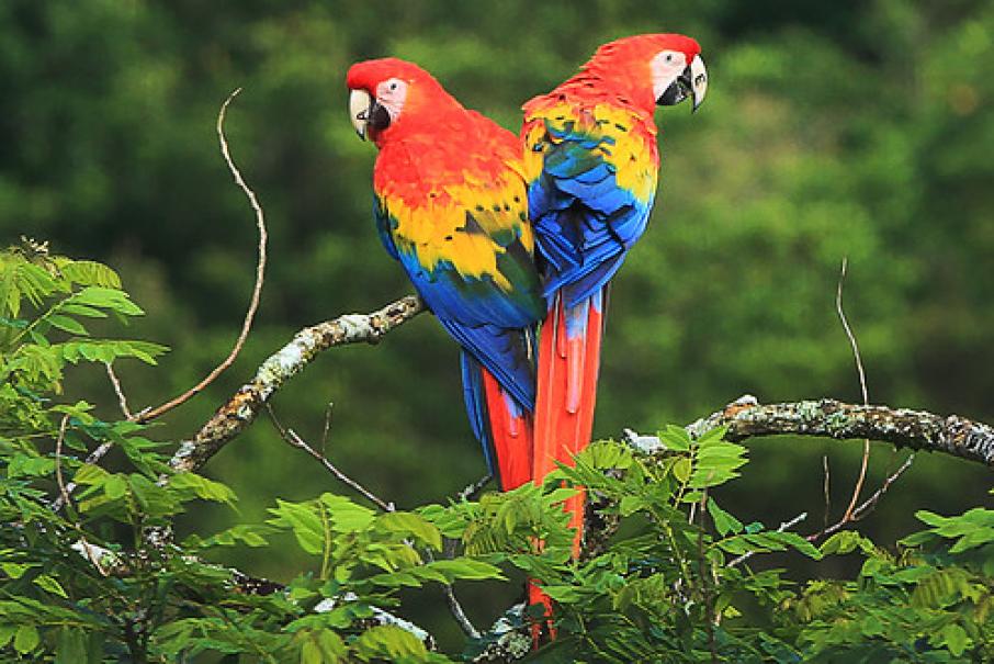 animales