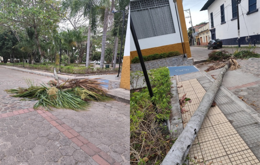 Arbol caído