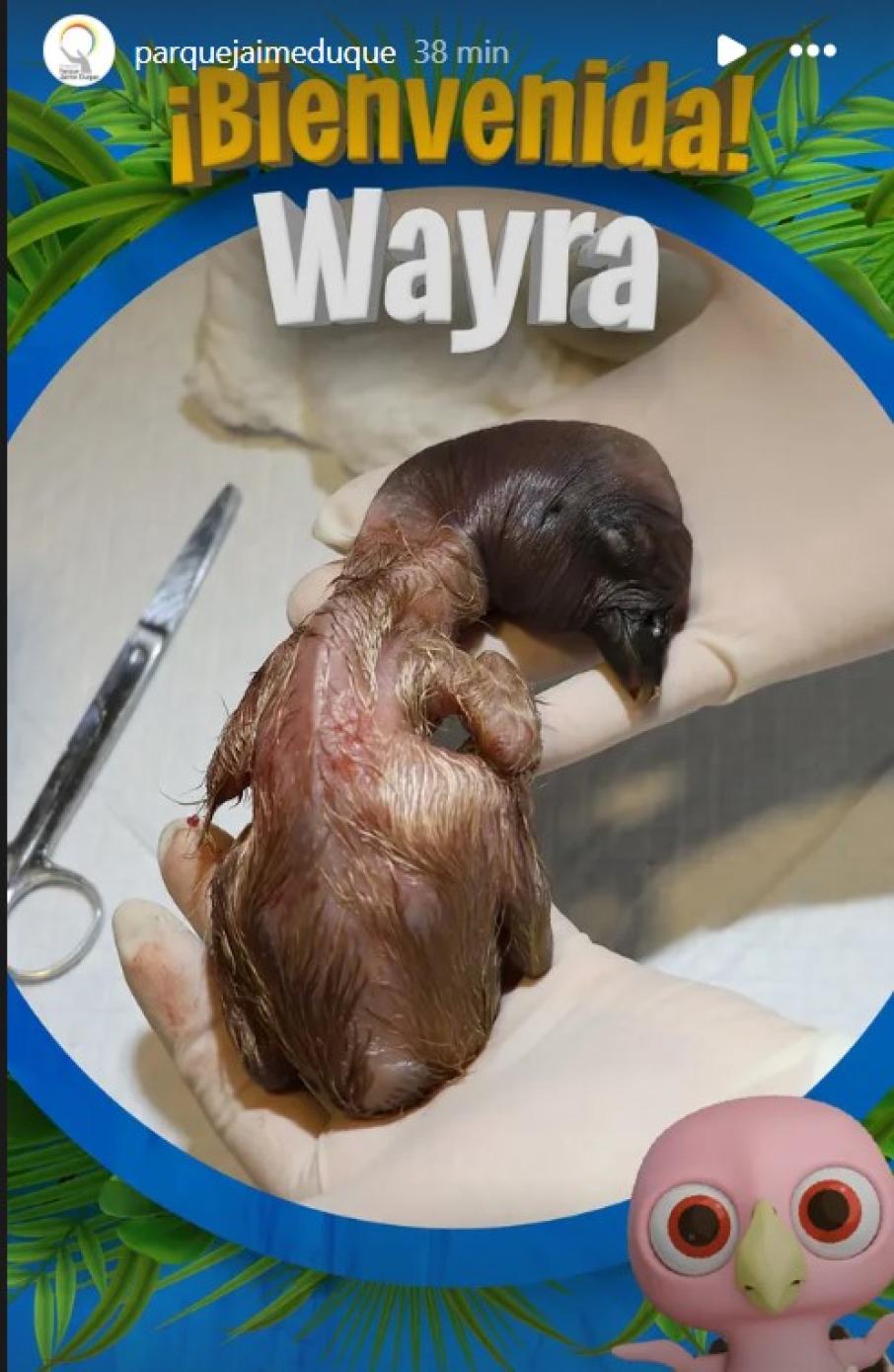 wayra