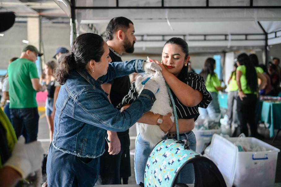 Instalación de microchips a mascotas en Ibagué