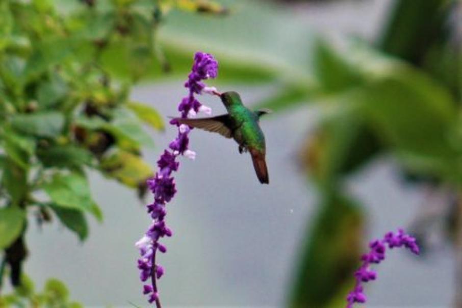 aves en el cañon
