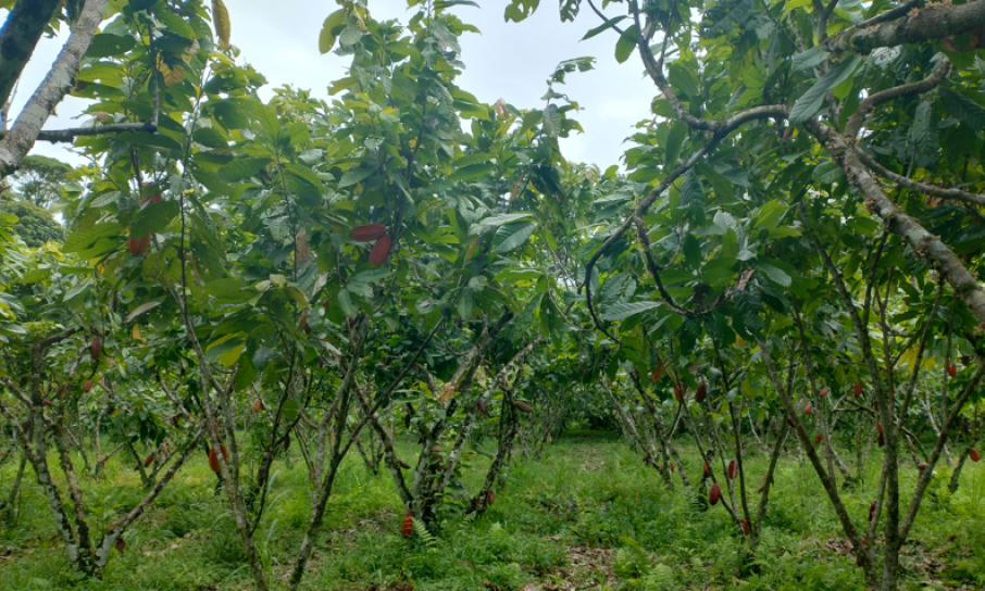 bioeconomia noveno congreso