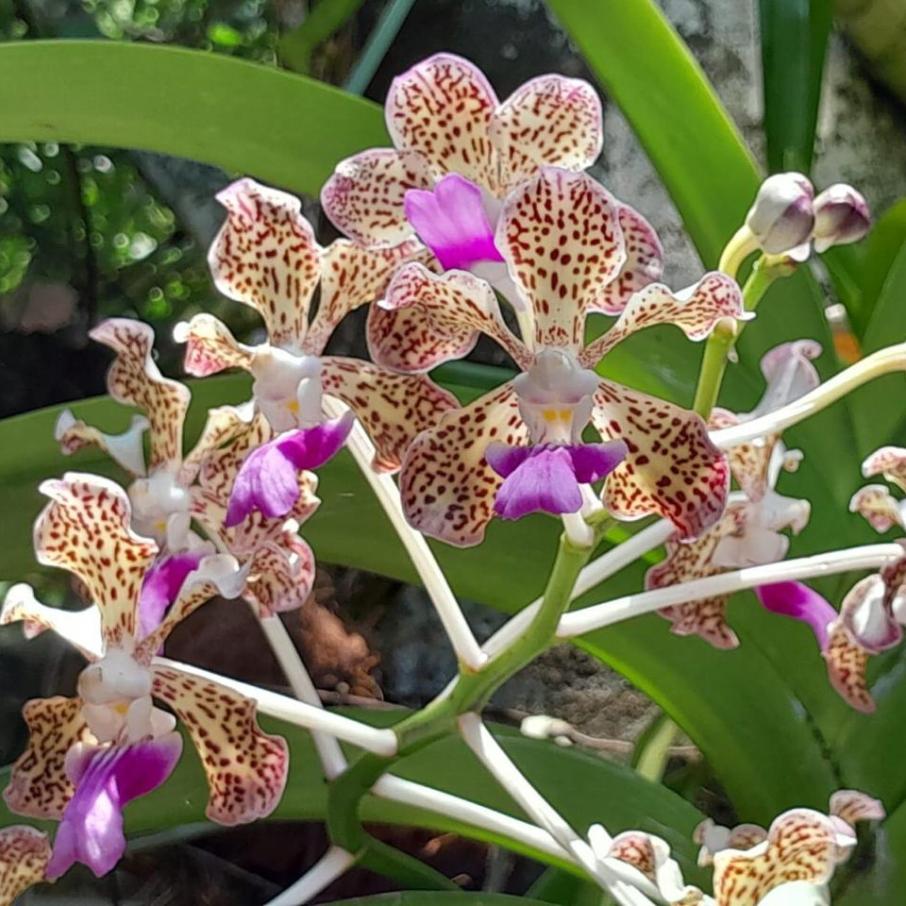 orquideas del tolima