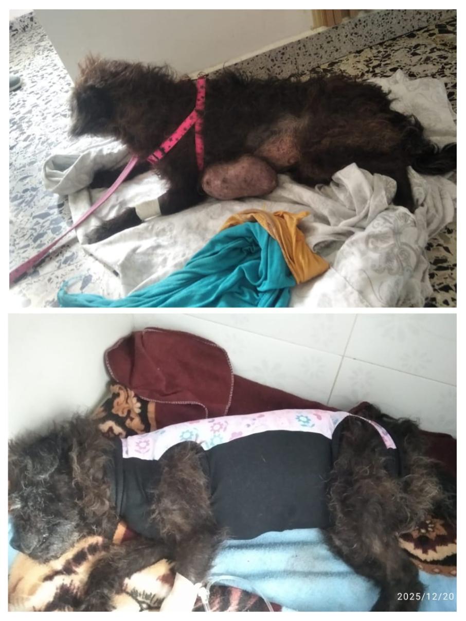 rescate animal en Ibagué.