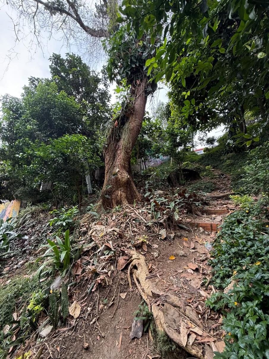 Árbol en barrio Arkala que pone en riesgo a estudiantes y residentes