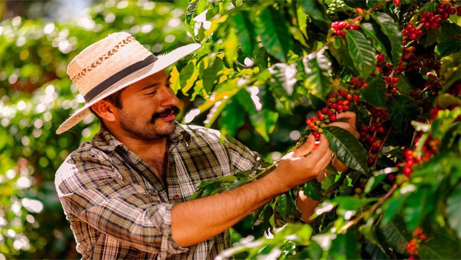Entre 2022 y 2025, las importaciones chilenas de café tostado crecieron 49,5 %, mientras que las compras de este producto con origen colombiano aumentaron 57 % durante el mismo periodo.