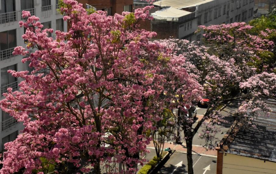 Ibagué vuelve a teñirse de rosa: inicia la temporada de floración de los ocobos