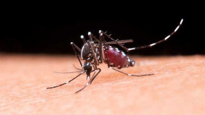 Zancudo del Dengue 