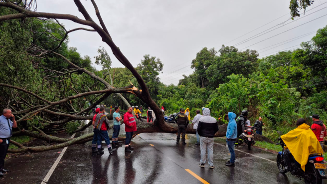 Caída de árbol