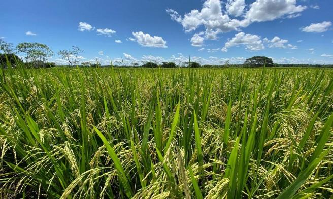 El Espinal arroz 2024
