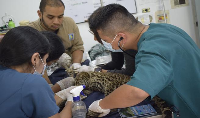 Cortolima operación ocelote 2024 julio 4