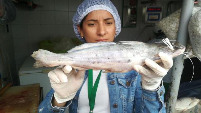 Pescado