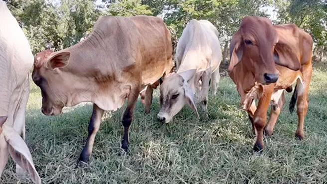 vacas