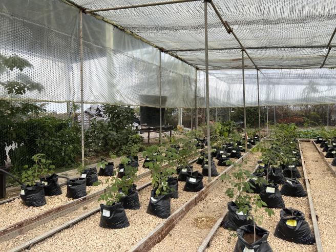 Vivero de la refinería de Cartagena.