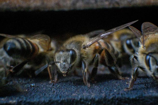 Abejas
