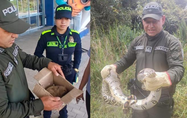 Animales silvestres
