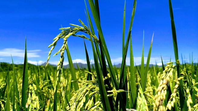 Preocupa la situación del sector arrocero por la baja en los precios al productor