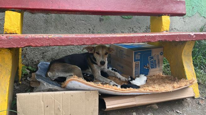 Perra abandonada con cachorros.