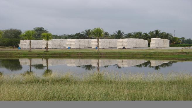 Los cultivos de algodón y la industria de hilados en Colombia en jaque por medidas del Gobierno que reduce el arancel a los productos importados del sector.