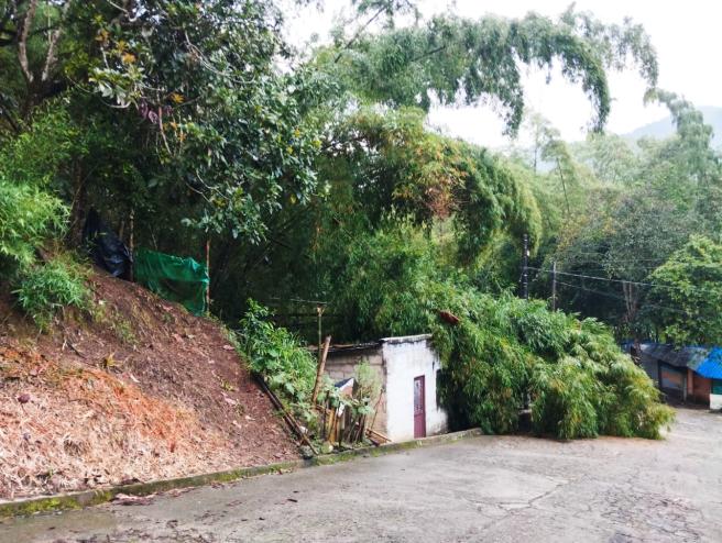 casa sepultada con arboles. 