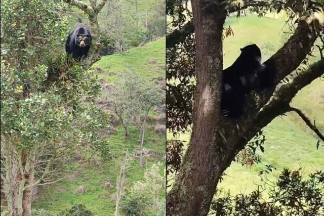 Oso avistado en el Tolima. 