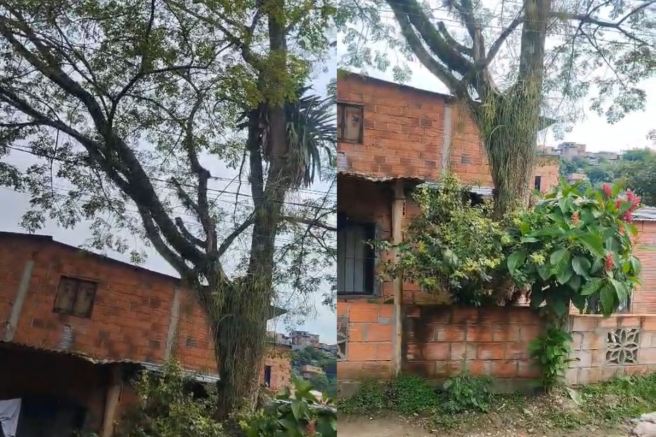 árbol a nada de caerse