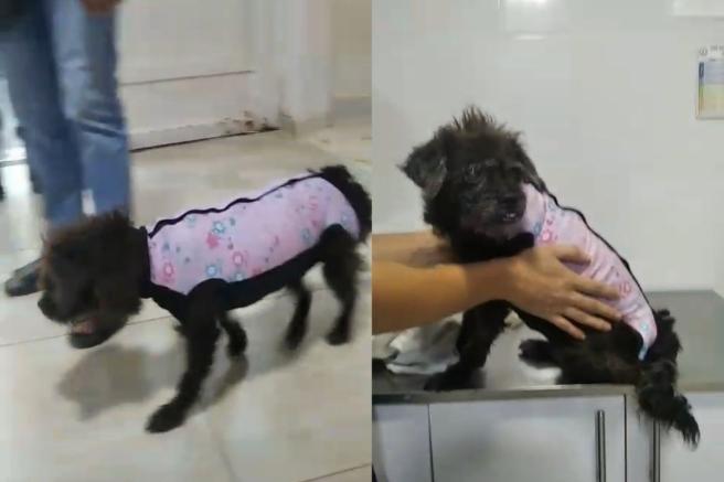 rescate animal en Ibagué.