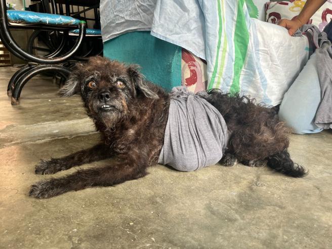 ayuda para perrita en Ibagué.