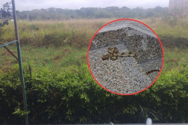 serpientes en zonas verdes. 