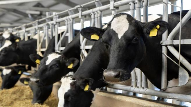 Gandaderos logran cifras históricas de exportacionesn en 2025.