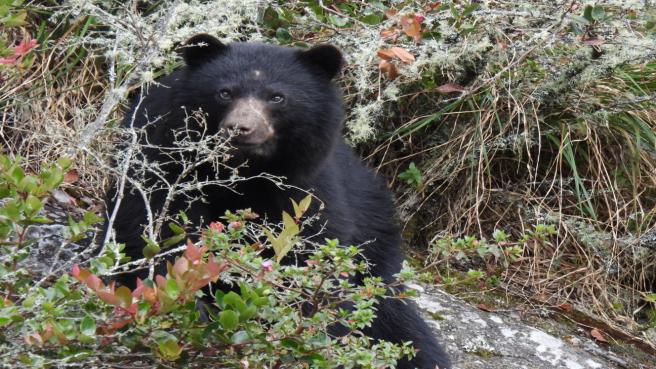 Con el uso de las tarjetas de crédito del Banco de Occidente a través de Terrasos se logra invertir en programas ambientales.