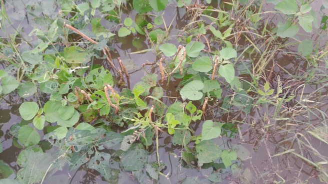 Cereales y leguminosas, cultivos afectados por la ola invernal.