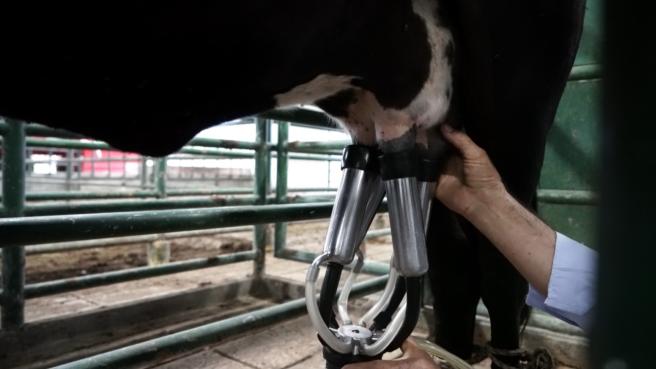 Para Fedegán es insuficiente el incremento del precio de la leche. 