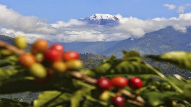 :l café del Tolima  busca un espacxiko en el gusto de los daneses.