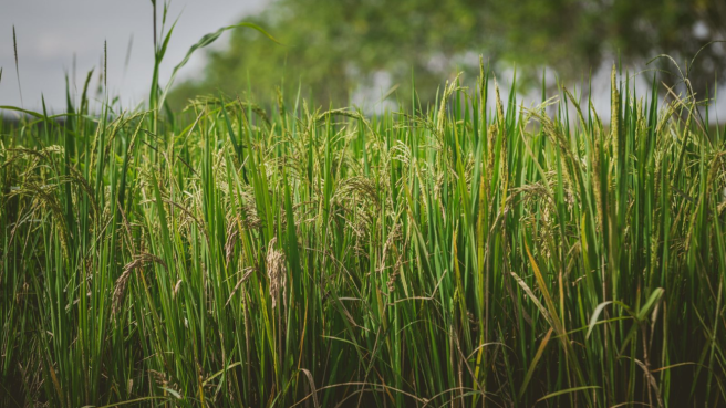 El programa avanza de manera sostenida en el cierre de brechas históricas para el campo colombiano.